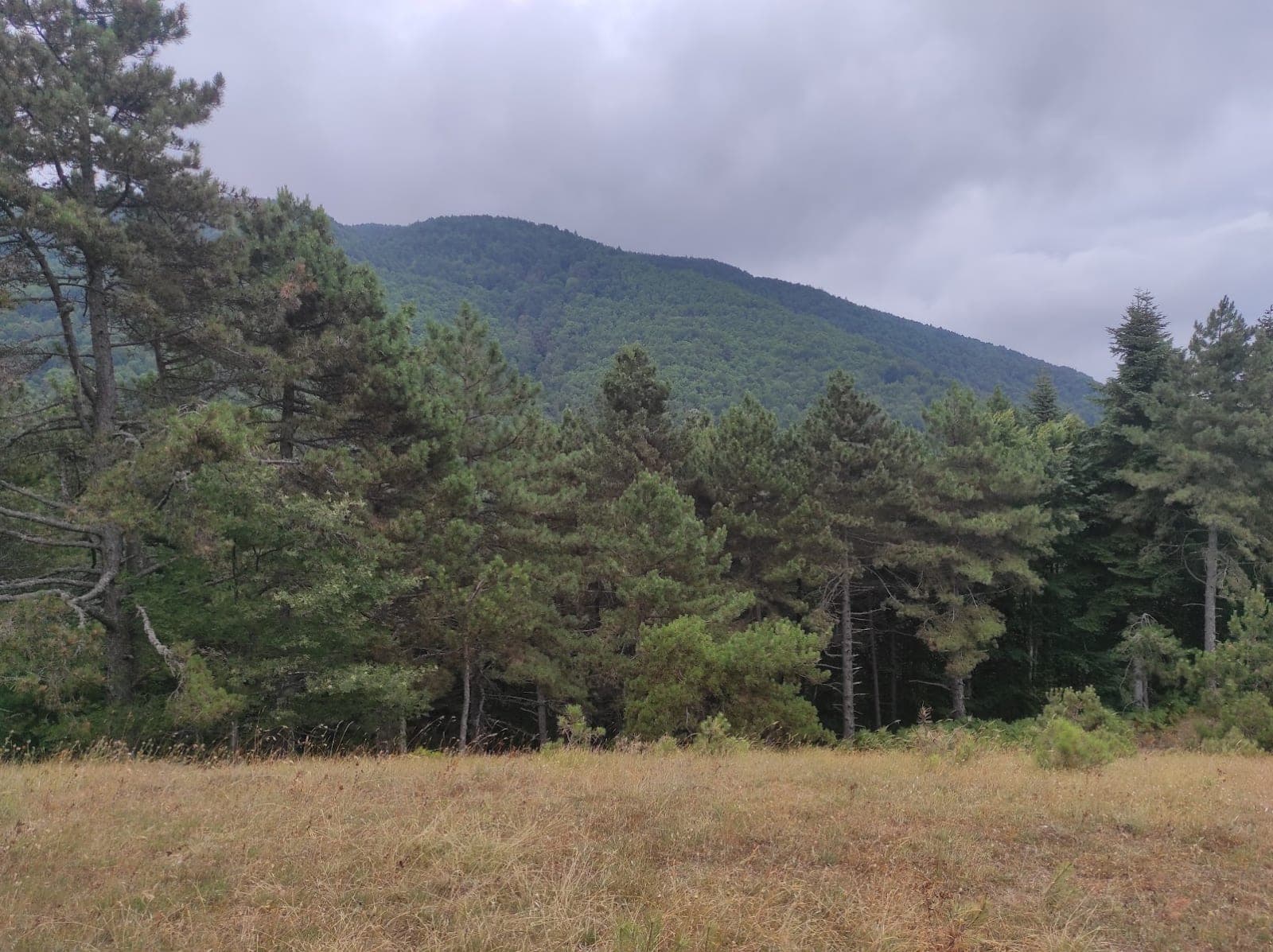 Kırca Yaylası