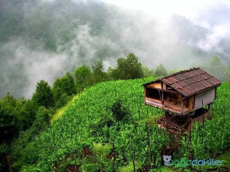 Efeler Köyü Unesco Biyosfer Rezerv Alanı — Artvin gezilecek yerler