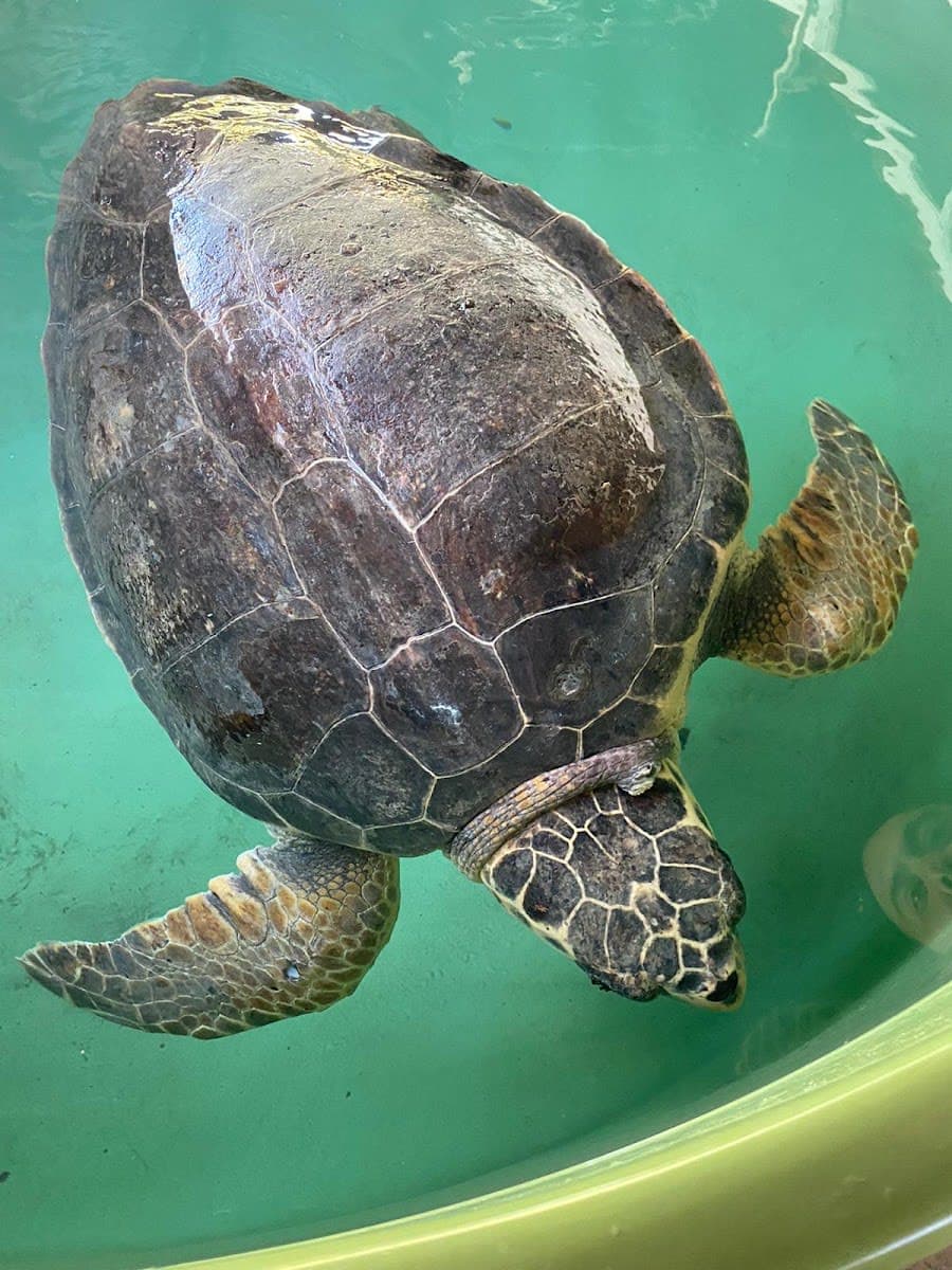 Kaplumbağa Hastanesi — Muğla gezilecek yerler