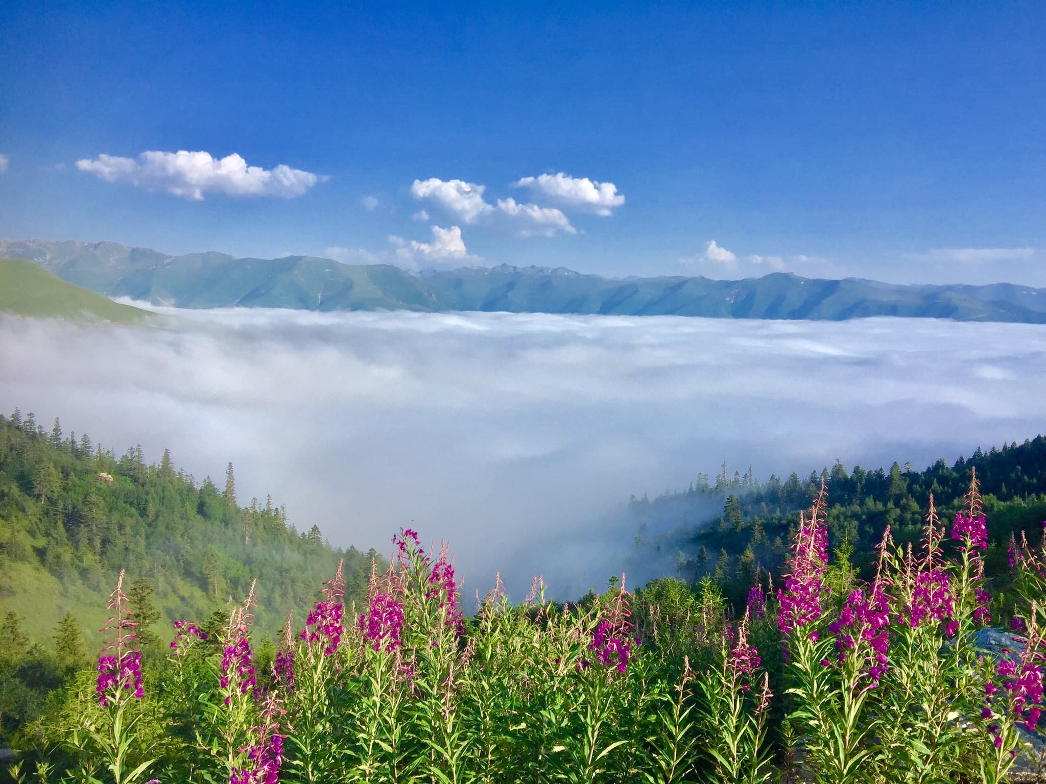 Çağrankaya Yaylası — Rize gezilecek yerler