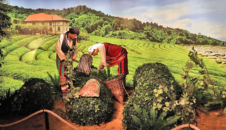 Doğal Yaşam Müzesi — Rize gezilecek yerler